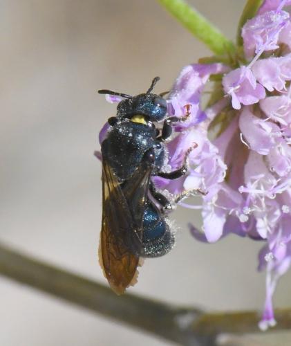 Réf. 233 368 : Ceratina chalcites
